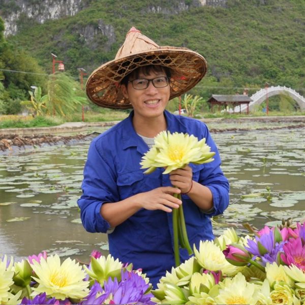 农夫茗程九品香水莲花茶基地自种直发十三品紫金香水莲养生茶佛莲 - 图片 2